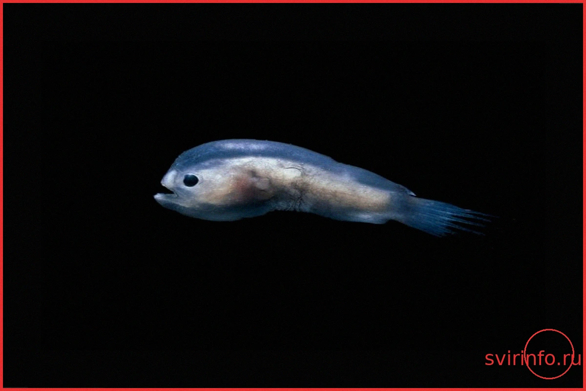Oxis Анонсирует Новый Альбом Oxis 9 и Представляет Трек «Knifefish»